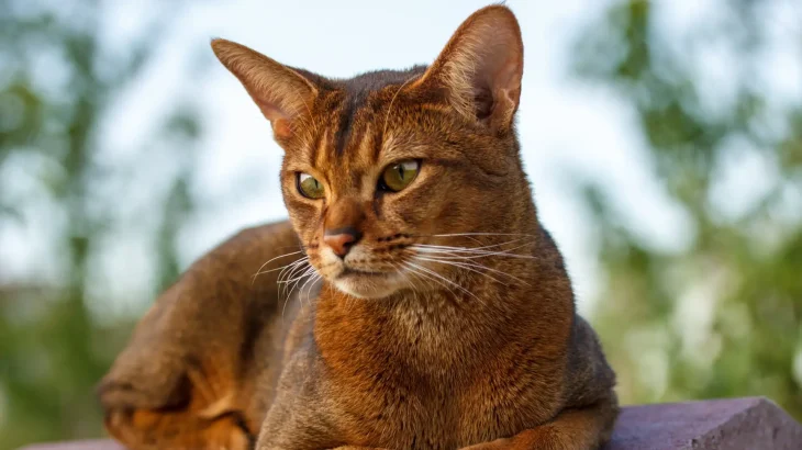 Abyssinian Cat photo