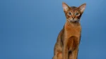 Abyssinian Cat photo