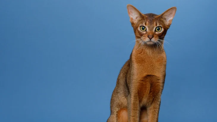Abyssinian Cat photo