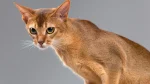 Abyssinian Cat photo