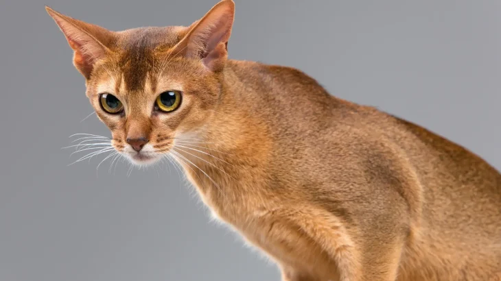 Abyssinian Cat photo