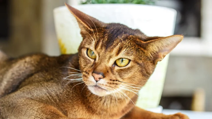 Abyssinian Cat photo