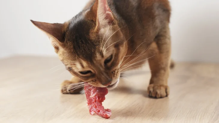 Abyssinian Cat photo