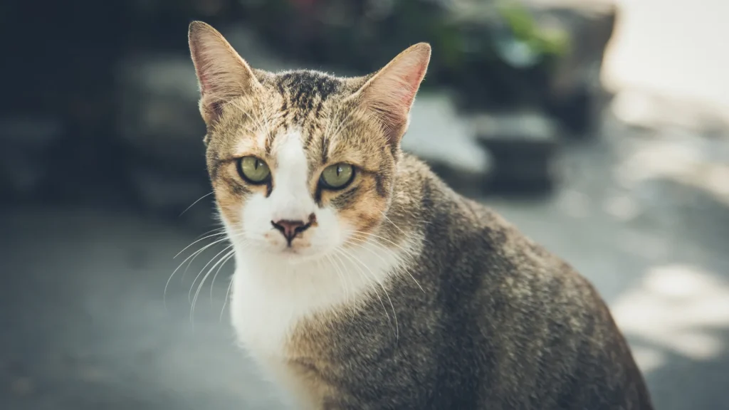 Aegean Cat photo