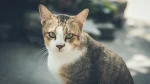 Aegean Cat photo