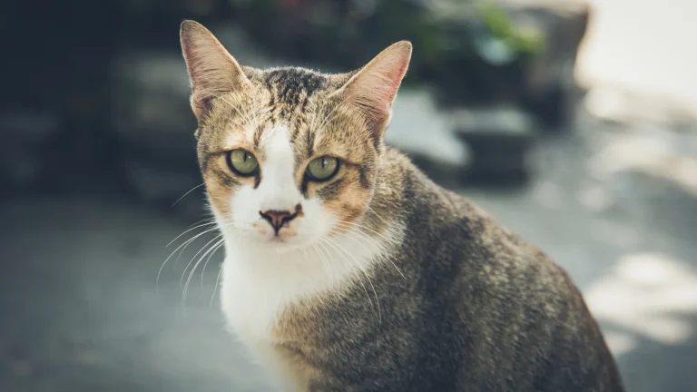 Aegean Cat photo