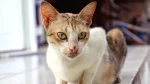 Aegean Cat photo