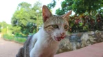 Aegean Cat photo