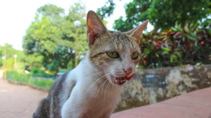 Aegean Cat photo