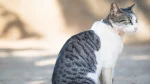 Aegean Cat photo