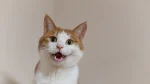Aegean Cat photo