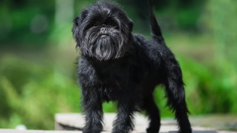 Affenpinscher Dog photo