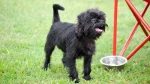 Affenpinscher Dog photo