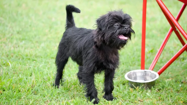 Affenpinscher Dog photo