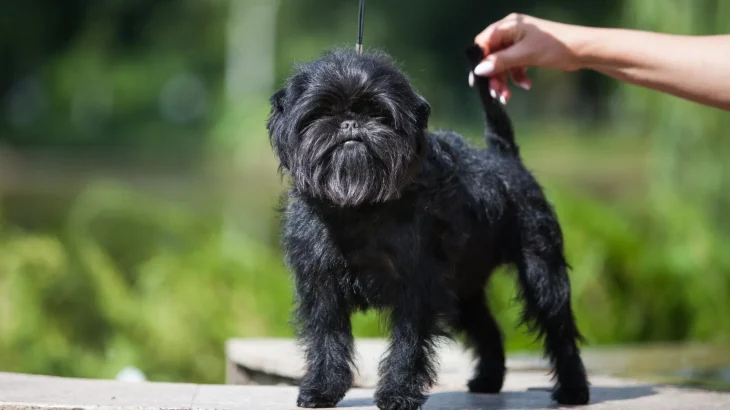 Affenpinscher Dog photo