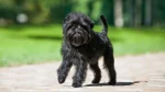 Affenpinscher Dog photo