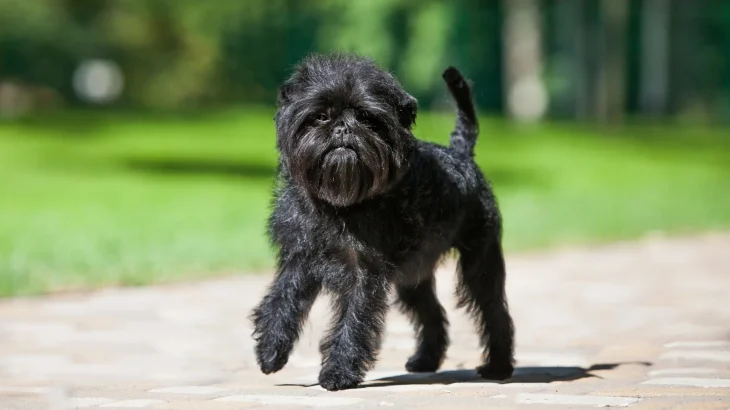 Affenpinscher Dog photo