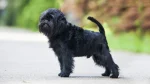 Affenpinscher Dog photo
