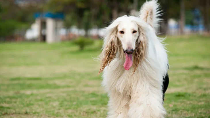 Galgo Afgano Dog photo