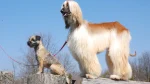 Galgo Afgano Dog photo