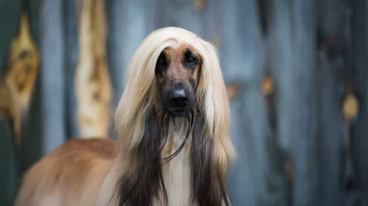 Galgo Afgano Dog photo