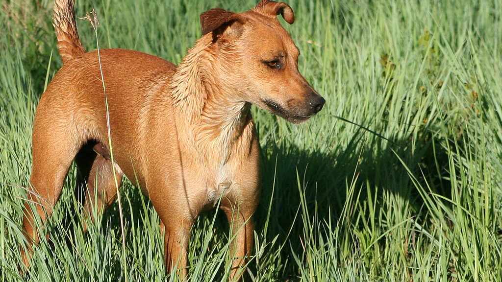 Africanis Dog photo
