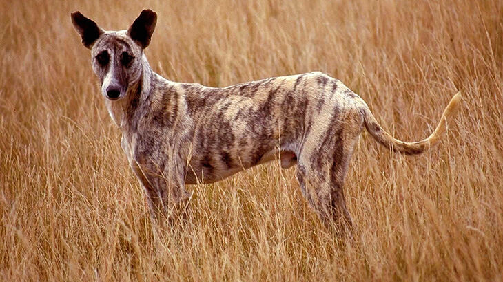 Africanis Dog photo