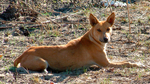 Africanis Dog photo