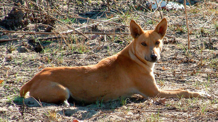 Africanis Dog photo