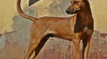 Africanis Dog photo