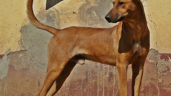 Africanis Dog photo