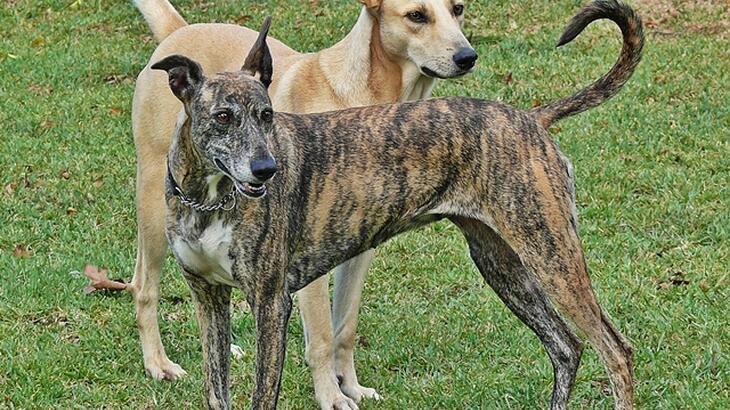 Africanis Dog photo