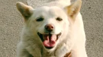 Ainu Dog Dog photo