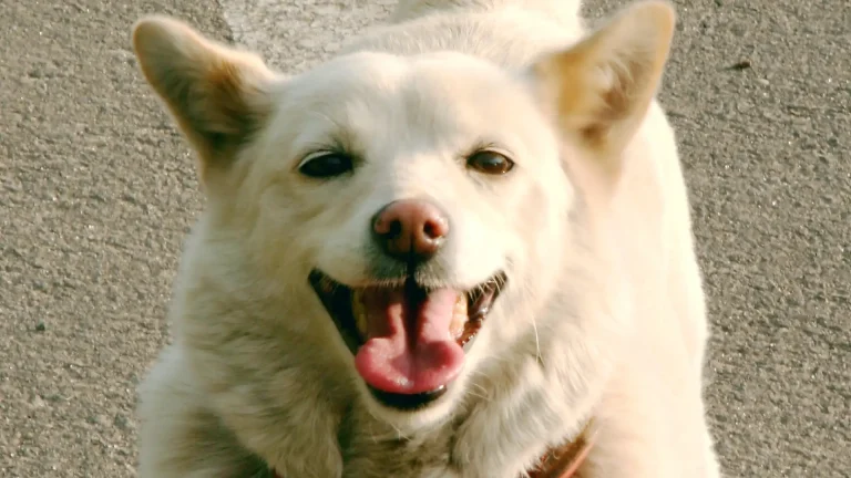 Ainu Dog Dog photo