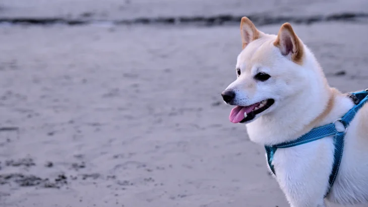 Ainu Dog Dog photo