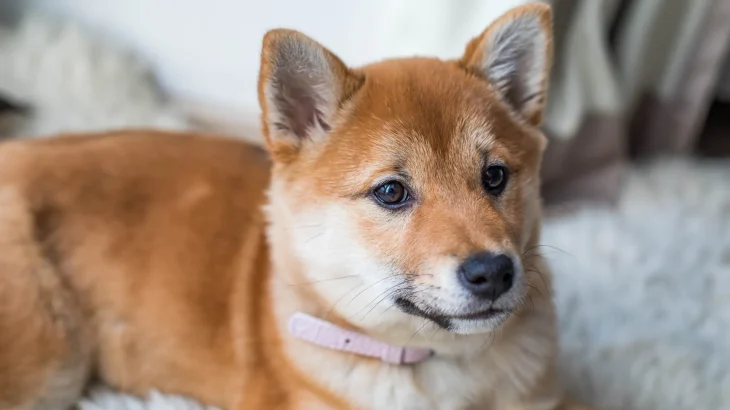 Ainu Dog Dog photo