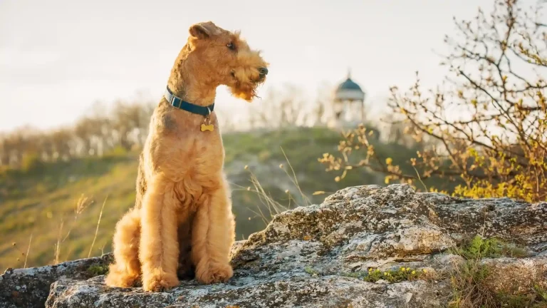 Airedale Terrier Dog photo