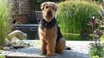 Airedale Terrier Dog photo