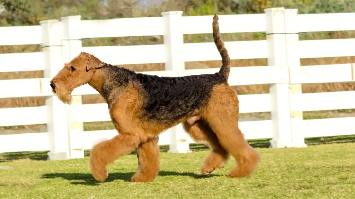 Airedale Terrier Dog photo
