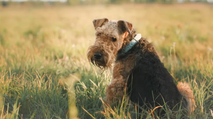 Airedale Terrier Dog photo