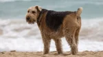 Airedale Terrier Dog photo
