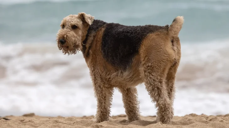 Airedale Terrier Dog photo
