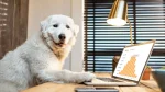 Akbash Dog photo