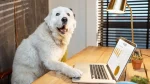 Akbash Dog photo