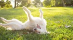 Akbash Dog photo