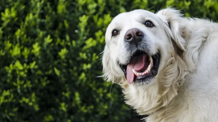 Akbash Dog photo