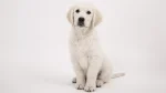 Akbash Dog photo