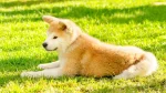 Akita Inu Dog photo