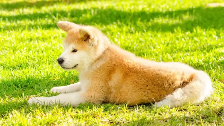 Akita Inu Dog photo