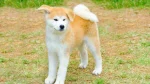 Akita Inu Dog photo